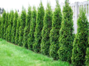 Choose evergreens such as arborvitae to increase privacy.