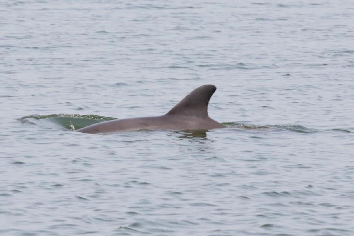 People keep feeding, swimming with and even riding a friendly dolphin near Padre Island, Texas, and experts are demanding people keep away from the animal.