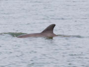 People keep feeding, swimming with and even riding a friendly dolphin near Padre Island, Texas, and experts are demanding people keep away from the animal.