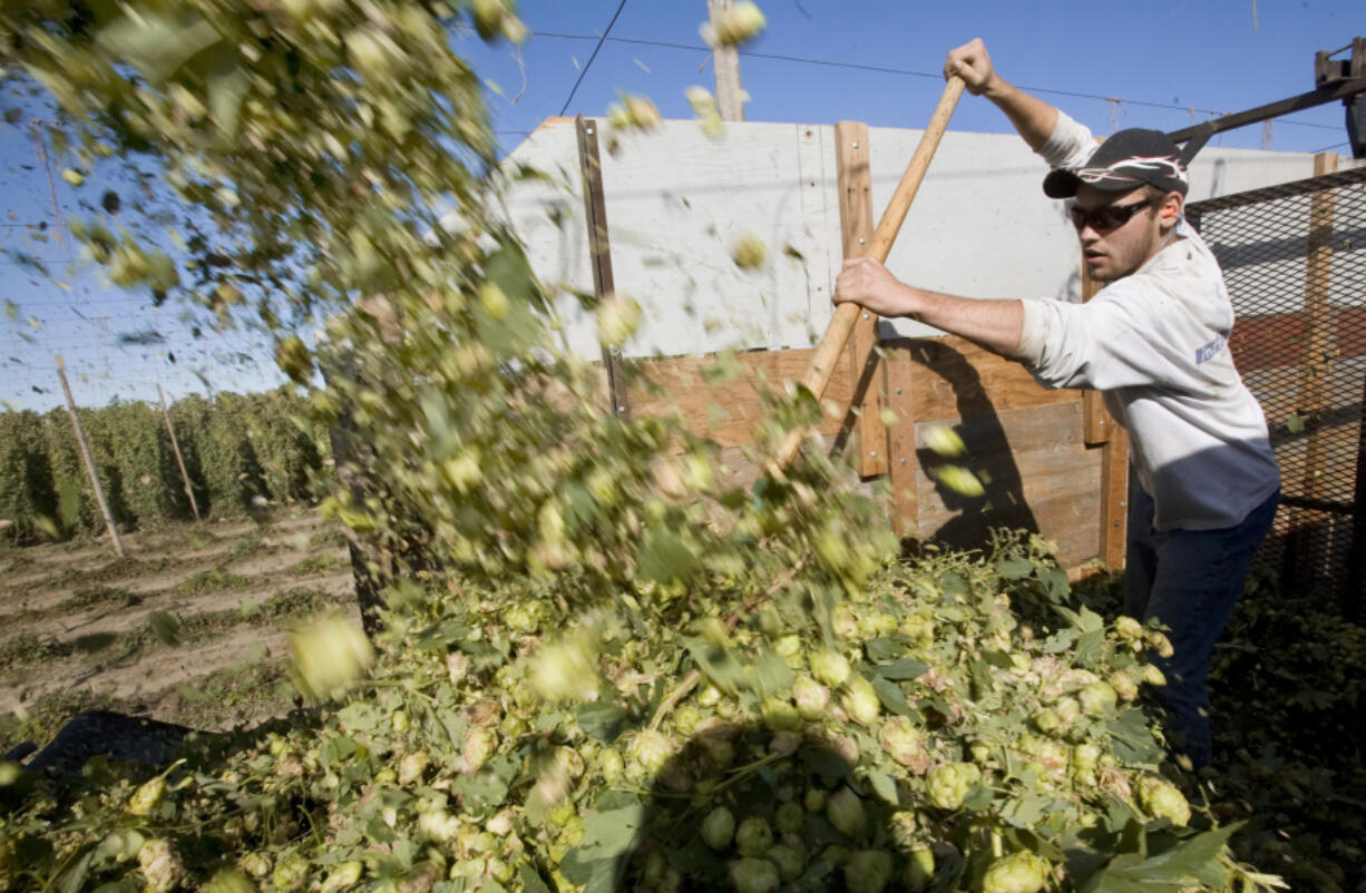 Josh Frank spreads hops as they're dumped into a truck following a harvesting combine in 2011 at the Puterbaugh Farms in Mabton. The Yakima Valley and the U.S. are looking at record hop acreage.