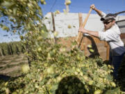 Josh Frank spreads hops as they're dumped into a truck following a harvesting combine in 2011 at the Puterbaugh Farms in Mabton. The Yakima Valley and the U.S. are looking at record hop acreage.