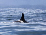 L25 is the oldest of all the southern resident orca whales, estimated to have been born in 1928, before any of the vast environmental change now confronting her family.