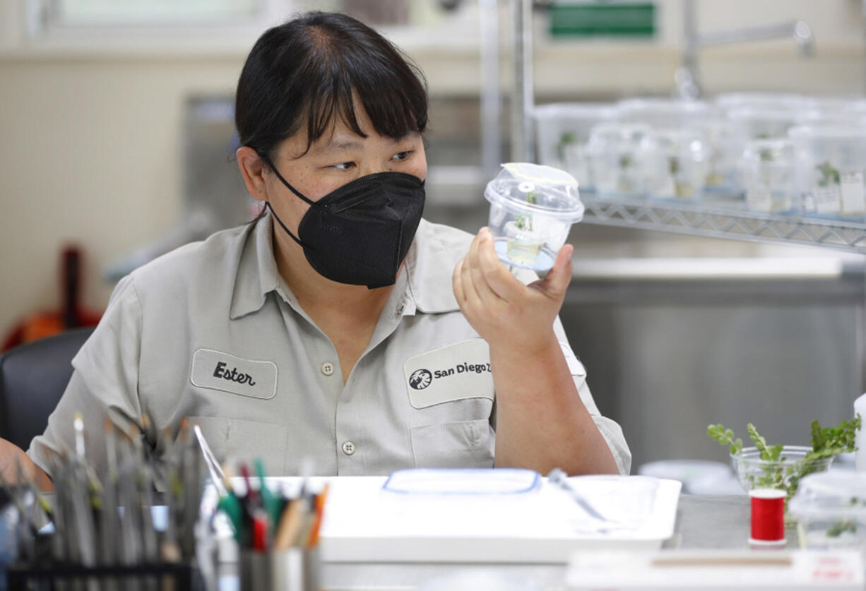 Ester Chang inspects a host plant in a small habitat for the pupa. (K.C.