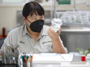 Ester Chang inspects a host plant in a small habitat for the pupa. (K.C.