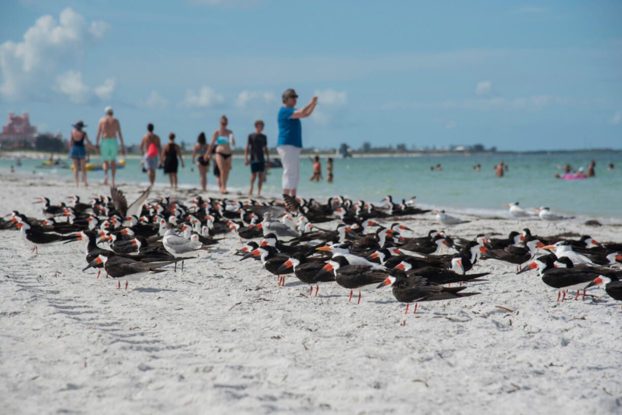 Skimmers at St. Pete Beach, Fla., on June 11.