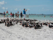 Skimmers at St. Pete Beach, Fla., on June 11.