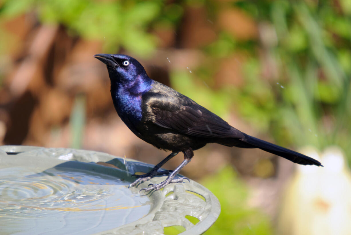 The common grackle is one of the species being affected by a disease killing birds.