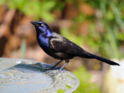 The common grackle is one of the species being affected by a disease killing birds.