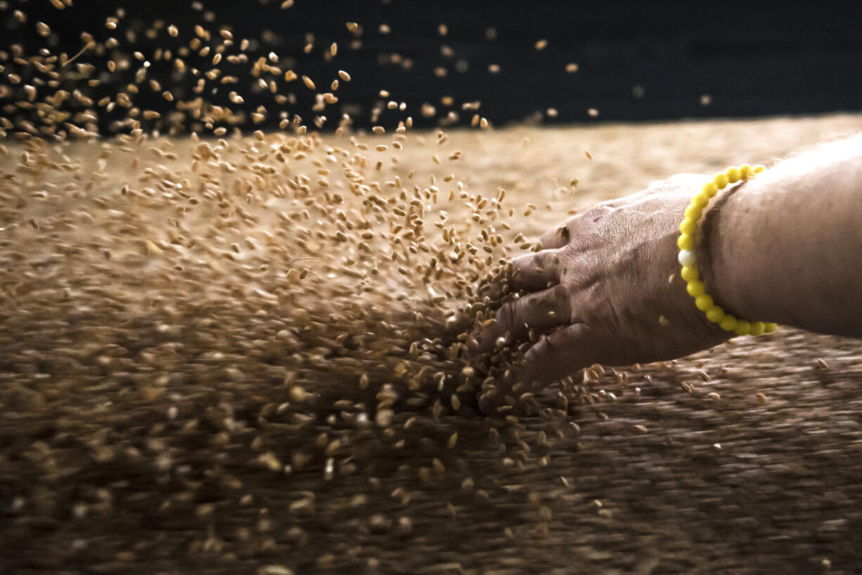 John Lindgren, export terminal director at United Grain, dips his hand into a conveyor belt transporting hard red winter wheat from a ship into storage containers at Port of Vancouver on Nov. 7, 2018.