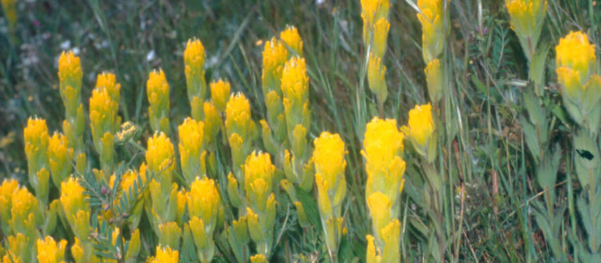 Golden paintbrush (Castilleja levisecta) (Robert Pos, USFWS)