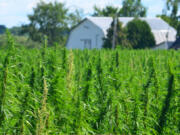 A hemp field. Thousands of conventional farmers, marijuana growers and rookie entrepreneurs likewise rushed to plant hemp, eager to cash in on a newly legal crop. But rather than making a fortune, many lost one as their crops failed and the skyrocketing hemp supply depressed prices.