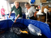 Rick Jokerst nets a Benigoi Ogon koi purchased by Linda Jennings before the annual Gateway Koi and Pond Club auction on June 13. Rick and Pam Jokerst hosted the auction at their home in Town and Country, Mo. (Laurie Skrivan/St.