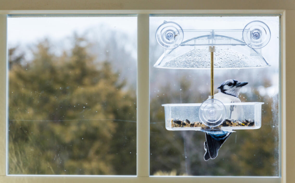 Bird watching and sales of bird food bird increased dramatically during the pandemic as more people worked from their homes.