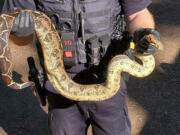 Camas Police and Animal Control responded to a call of large snakes in Lacamas Park.