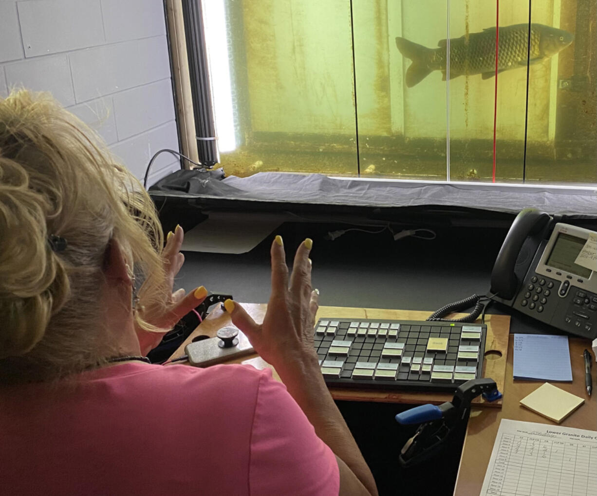 Debby Stallcop counts fish that pass by the Lower Granite Dam on the Snake River in eastern Washington state.