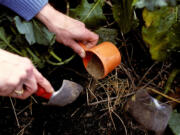 Fertilizing in mid-summer gives plants a boost.