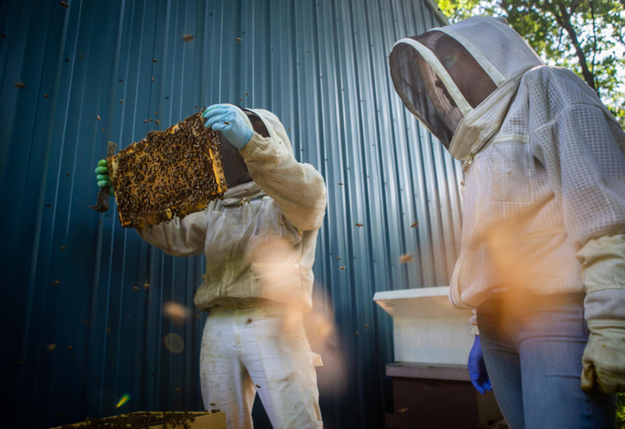 Honey bees buzz around beekeepers Tom Millis, left, and Elsa Stuart as they inspect one of the hives in their backyard apiary. (Sara Diggins/St.