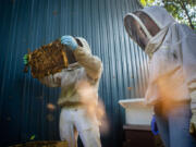 Honey bees buzz around beekeepers Tom Millis, left, and Elsa Stuart as they inspect one of the hives in their backyard apiary. (Sara Diggins/St.