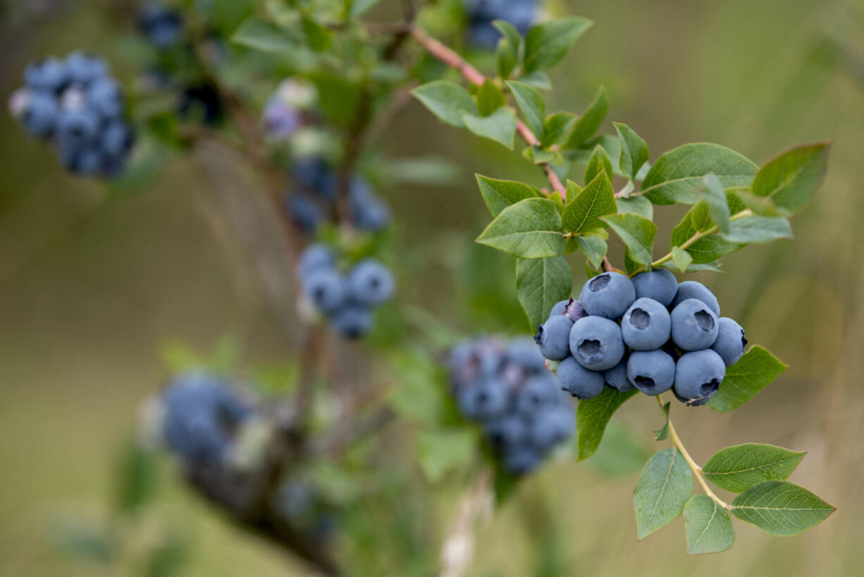 The Hockinson Blueberry Festival returns on Saturday from 10 a.m. to 1 p.m. in downtown Hockinson, featuring fresh berries and other farm products from local farms.