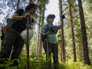 Bushwhacking through thick forest, Cascade Forest Conservancy intern Christian Villanueva, left, and science and restoration manager Suzanne Whitney use an iPad GPS system to track their location, and their own eyeballs to spot their next towering ponderosa pine tree. Volunteers went entirely off-trail and negotiated punishingly thick underbrush to find the giant pines.