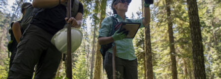 Bushwhacking through thick forest, Cascade Forest Conservancy intern Christian Villanueva, left, and science and restoration manager Suzanne Whitney use an iPad GPS system to track their location, and their own eyeballs to spot their next towering ponderosa pine tree. Volunteers went entirely off-trail and negotiated punishingly thick underbrush to find the giant pines.