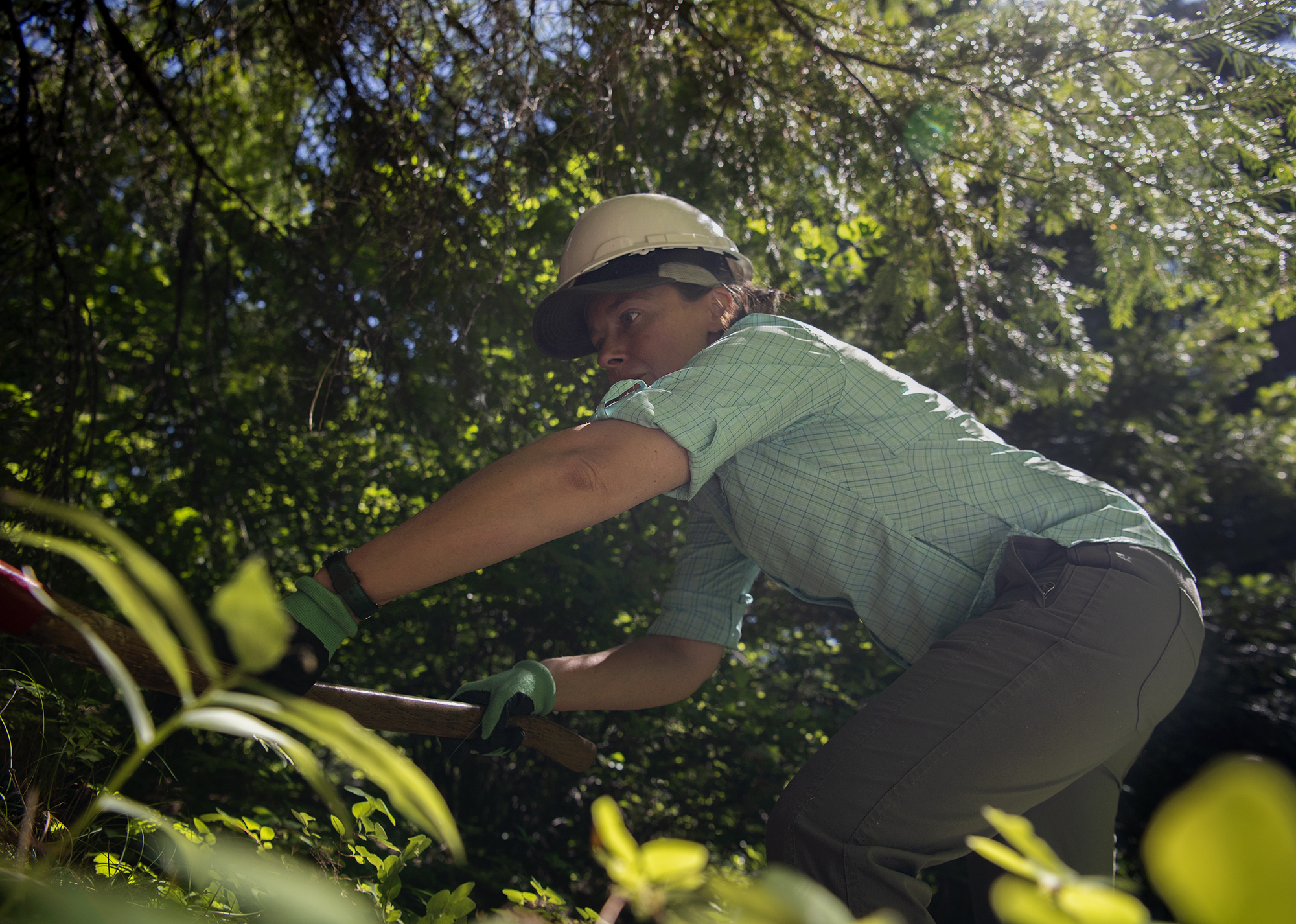 Cascade Forest Conservancy employee Suzanne Whitney rakes a layer of duff off from beneath a Ponderosa pine on Saturday, July 10, 2021, in the Gifford Pinchot National Forest near Trout Lake. The group of volunteers raked the layer off at least three feet from the base of the tree, ensuring there was no berm for wildfires to burn and leap up the trees.