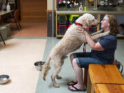 Jill Levesque greets Bo, her newly adopted goldendoodle, on Saturday during the first weekend of reopening to the public at the Humane Society for Southwest Washington in Vancouver.