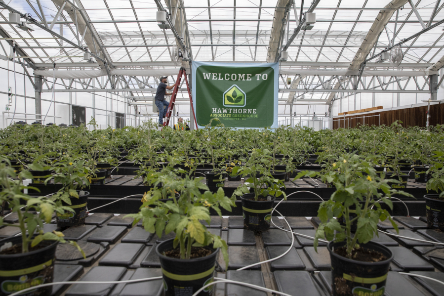 Facilities manager PJ Hoshowski climbs a ladder to adjust a welcome sign inside the greenhouse at Hawthorne Gardening Company.