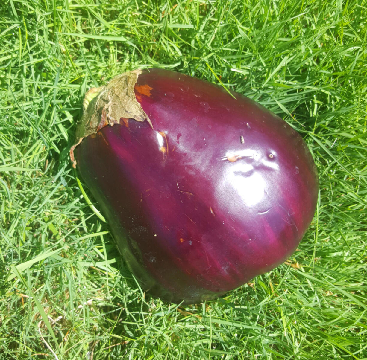 This big purple eggplant bears no resemblance to an egg, although the first eggplants to be eaten in England were small and white, like a chicken egg.