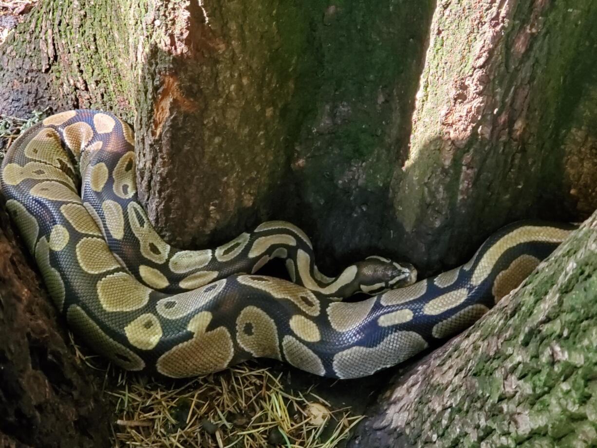 Camas Police and Animal Control responded to a call of large snakes in Lacamas Park.