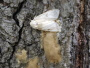 A female Lymantria dispar moth, commonly known as a gypsy moth, lays her eggs on the trunk of a tree in the Salmon River State Forest in Hebron, Conn.