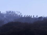 A hotshot hand crew walks in line during a wildfire in Topanga, west of Los Angeles, Monday, July 19, 2021. A brush fire scorched about 15 acres in Topanga today, initially threatening some structures before fire crews got the upper hand on the blaze, but one firefighter suffered an unspecified minor injury. (AP Photo/Ringo H.W.