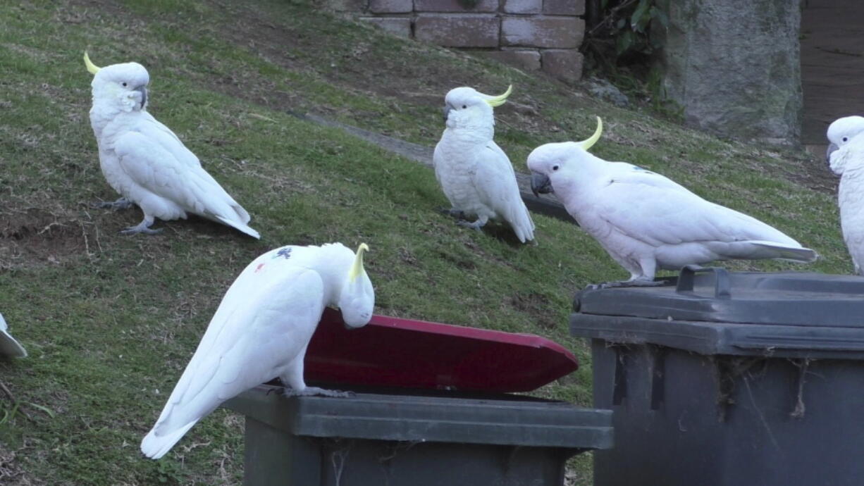 In this 2019 photo provided by researcher Barbara Klump, a sulphur-crested cockatoo lifts the lid of a trash can while several others watch in Sydney, Australia. At the beginning of 2018, researchers received reports from a survey of residents that birds in three Sydney suburbs had mastered the novel foraging technique. By the end of 2019, birds were lifting bins in 44 suburbs.