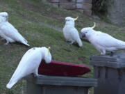 In this 2019 photo provided by researcher Barbara Klump, a sulphur-crested cockatoo lifts the lid of a trash can while several others watch in Sydney, Australia. At the beginning of 2018, researchers received reports from a survey of residents that birds in three Sydney suburbs had mastered the novel foraging technique. By the end of 2019, birds were lifting bins in 44 suburbs.