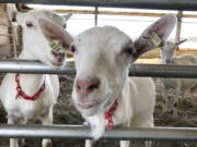 Dairy goats stand in a barn at Joneslan Farm, May 13, 2021, in Hyde Park, Vt. The farm sold its dairy cows and switched to goats, delivering its first goat milk in February to Vermont Creamery owned by Land O' Lakes for cheese making.