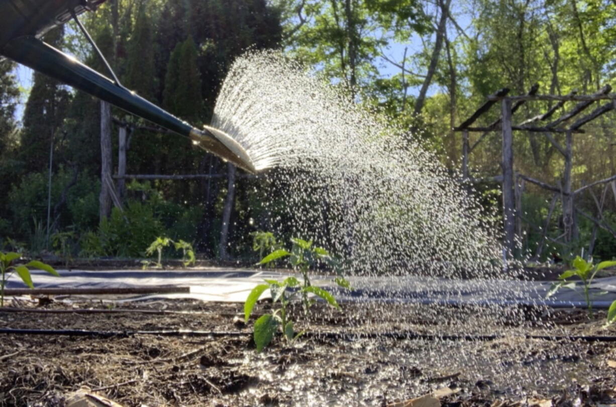 The amount of water in the watering can and the area over which that water spreads can tell you if you've watered enough, but not too much.