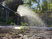 The amount of water in the watering can and the area over which that water spreads can tell you if you've watered enough, but not too much.