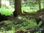 In this July 15, 2021, remote game camera image released by Washington Department of Fish and Wildlife, a first for Washington state, wildlife biologists recently captured and fitted a female grizzly bear (Ursus arctos) with a radio collar, far left, near Metaline Falls in northeast Washington. The bear is accompanied by three yearling offspring, was then released to help biologists learn more about grizzly bears in Washington state. The bear was captured about ten miles from the Washington-Idaho border on U.S. Forest Service land by U.S. Fish and Wildlife Service (Service) biologists. The three yearlings dispersed into the surrounding woods while biologists did a general health check on the mother and fitted her collar, then returned to be with mom when the humans went away.