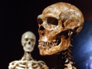 A reconstructed Neanderthal skeleton, right, and a modern human skeleton on display at the Museum of Natural History in New York.