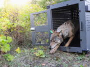 FILE - In this Sept. 26, 2018, file photo, provided by the National Park Service, a 4-year-old female gray wolf emerges from her cage as it is released at Isle Royale National Park in Michigan. Wolf pups have been spotted again on Isle Royale, a hopeful sign in the effort to rebuild the predator species' population at the Lake Superior national park, scientists said Monday, July 12, 2021.