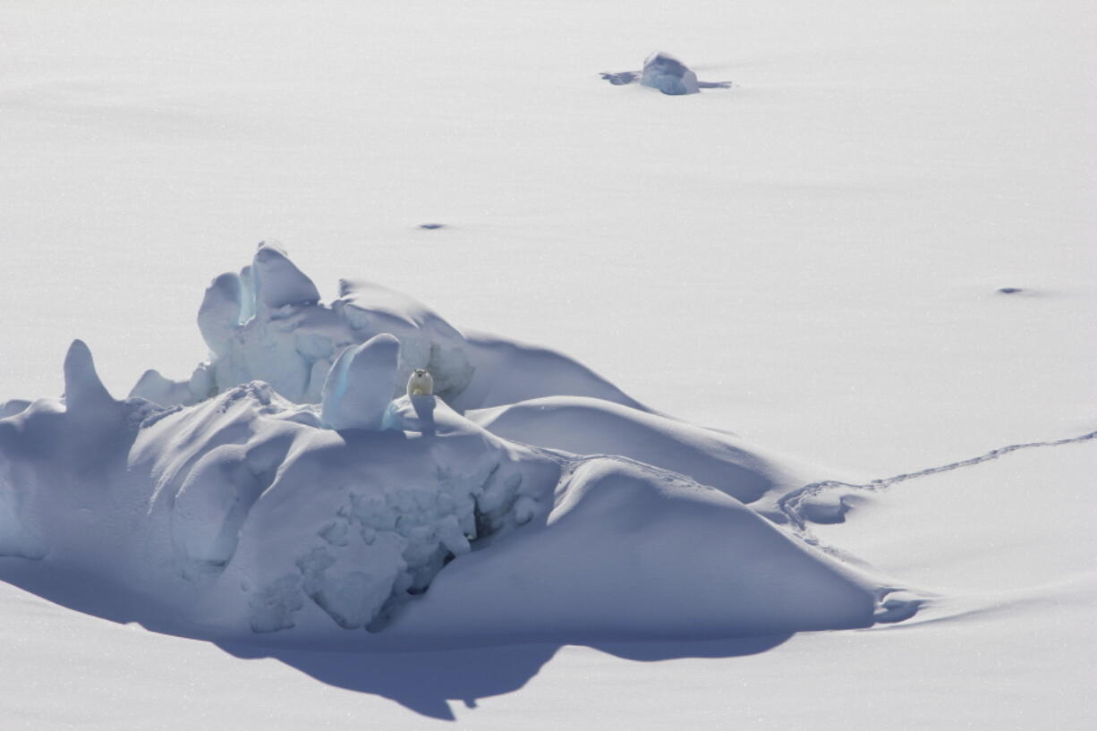 In this March 2016 photo provided by Kristin Laidre, a polar bear is perched on a thick chunk of sea ice north of Greenland. These thicker, older pieces of sea ice don't fully protect the larger region from losing its summer ice cover.