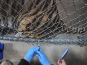 A tiger receives a COVID-19 vaccine July 1 at the Oakland Zoo in Oakland, Calif. Tigers are trained to voluntarily present themselves for minor medical procedures, including COVID-19 vaccinations.