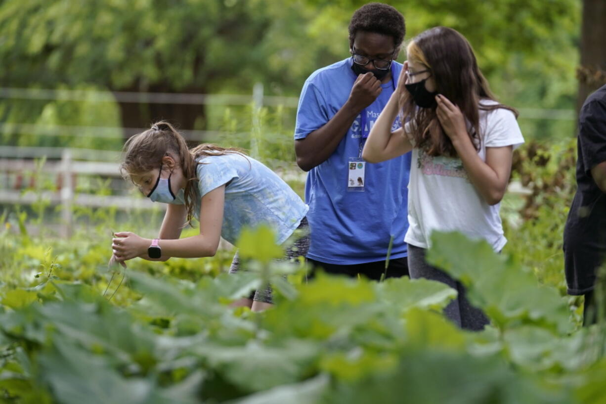 Jamil Boykin, center, camp educator at the Mass Audubon's Boston Nature Center and Wildlife Sanctuary, examines wild sorrel with students Nesha Moskowitz, left, and Lyla Mendoza, right, during a hike at the sanctuary, in the Mattapan neighborhood of Boston, Wednesday, June 23, 2021. Audubon Society chapters are grappling with how to address their namesake's legacy as the nation continues to reckon with its racist past. John James Audubon was a celebrated 19th century naturalist but also a slaveholder publicly opposed to abolition.