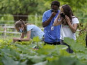 Jamil Boykin, center, camp educator at the Mass Audubon's Boston Nature Center and Wildlife Sanctuary, examines wild sorrel with students Nesha Moskowitz, left, and Lyla Mendoza, right, during a hike at the sanctuary, in the Mattapan neighborhood of Boston, Wednesday, June 23, 2021. Audubon Society chapters are grappling with how to address their namesake's legacy as the nation continues to reckon with its racist past. John James Audubon was a celebrated 19th century naturalist but also a slaveholder publicly opposed to abolition.