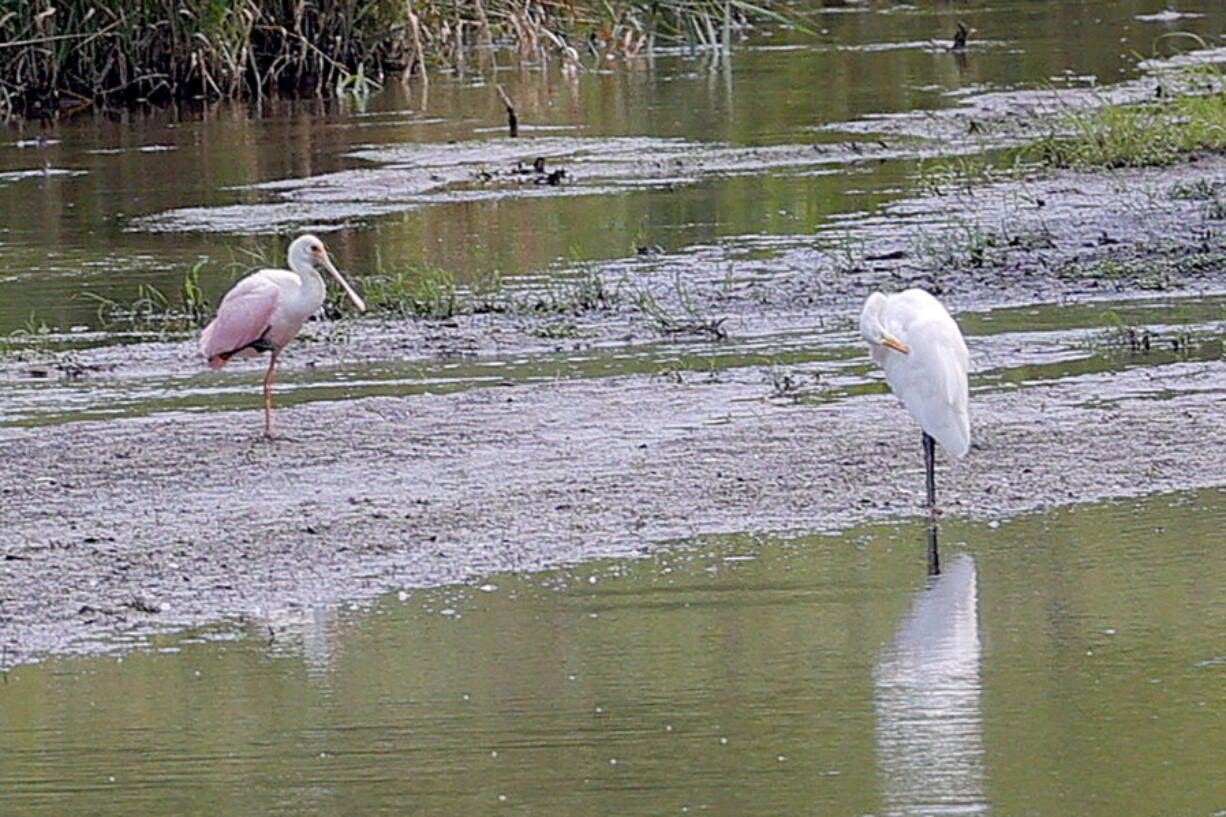 A roseate spoonbill, left, rests on a sandbar in a marshy area of Wilderness Park off Saline-Milan Road in Saline, Mich., on Tuesday, July 20, 2021. The bird typically lives in the Gulf Coast region.