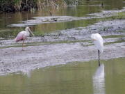 A roseate spoonbill, left, rests on a sandbar in a marshy area of Wilderness Park off Saline-Milan Road in Saline, Mich., on Tuesday, July 20, 2021. The bird typically lives in the Gulf Coast region.