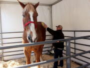 THIS CORRECTS THAT BIG JAKE WAS CERTIFIED AS THE TALLEST HORSE IN 2010, NOT 2020 AS ORIGINALLY SENT - FILE - Jerry Gilbert brushes Big Jake at the Midwest Horse Fair in Madison, Wisc., in this Friday, April 11, 2014, file photo. The world's tallest horse has died in Wisconsin. WMTV reported Monday, July 5, 2021, that the 20-year-old Belgian named "Big Jake" died several weeks ago. Big Jake lived on Smokey Hollow Farm in Poynette. Big Jake was 6-foot-10 and weighed 2,500 pounds. The Guinness Book of World Records certified him as the world's tallest living horse in 2010.