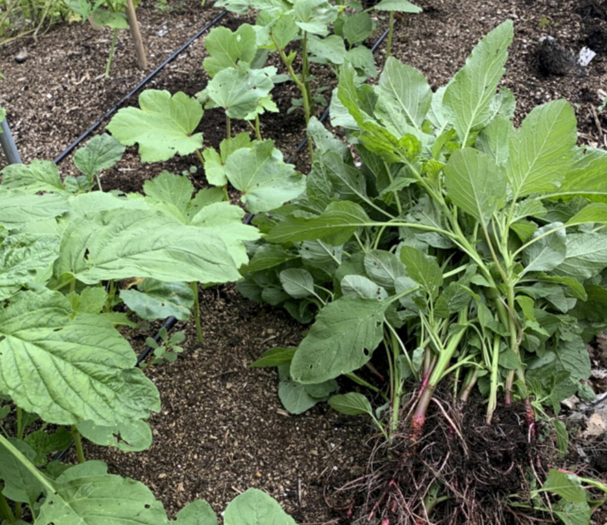 This undated photo shows redroot pigweed in New Paltz, NY. Redroot pigweed, weeded from among okra plants, will provide a tasty addition to dinner.