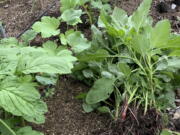 This undated photo shows redroot pigweed in New Paltz, NY. Redroot pigweed, weeded from among okra plants, will provide a tasty addition to dinner.