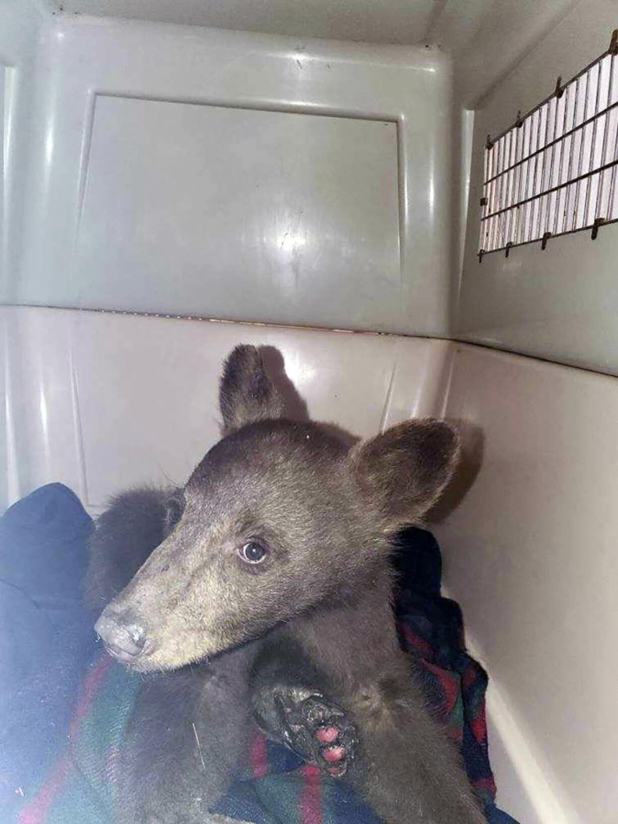 A bear cub with burned paws is shown Sunday as it was taken to Lake Tahoe Wildlife Care in South Lake Tahoe, Calif.